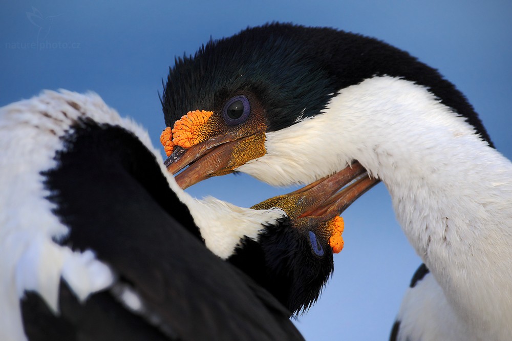 Imperial Shag